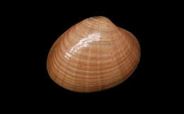 Image of Smooth clam