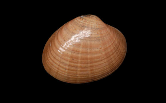 Image of Smooth clam