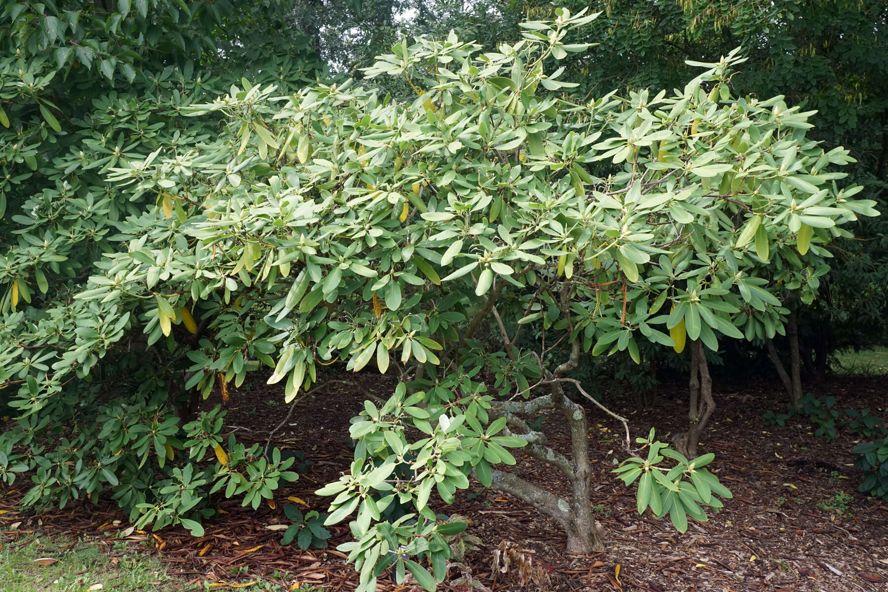 Imagem de Rhododendron fortunei T. Moore ex Lindl.