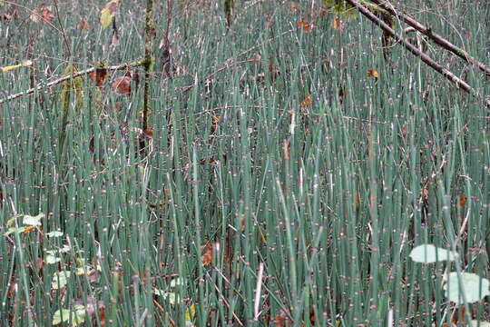 Image of Common Scouring-Rush