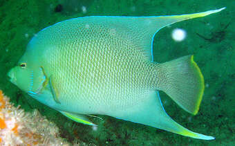 Image of Angelfish