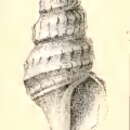 Слика од Epidirella xanthophaes (R. B. Watson 1886)