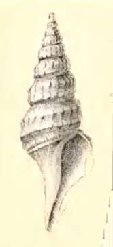 Image of Epidirella xanthophaes (R. B. Watson 1886)