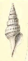 Image of Epidirella xanthophaes (R. B. Watson 1886)