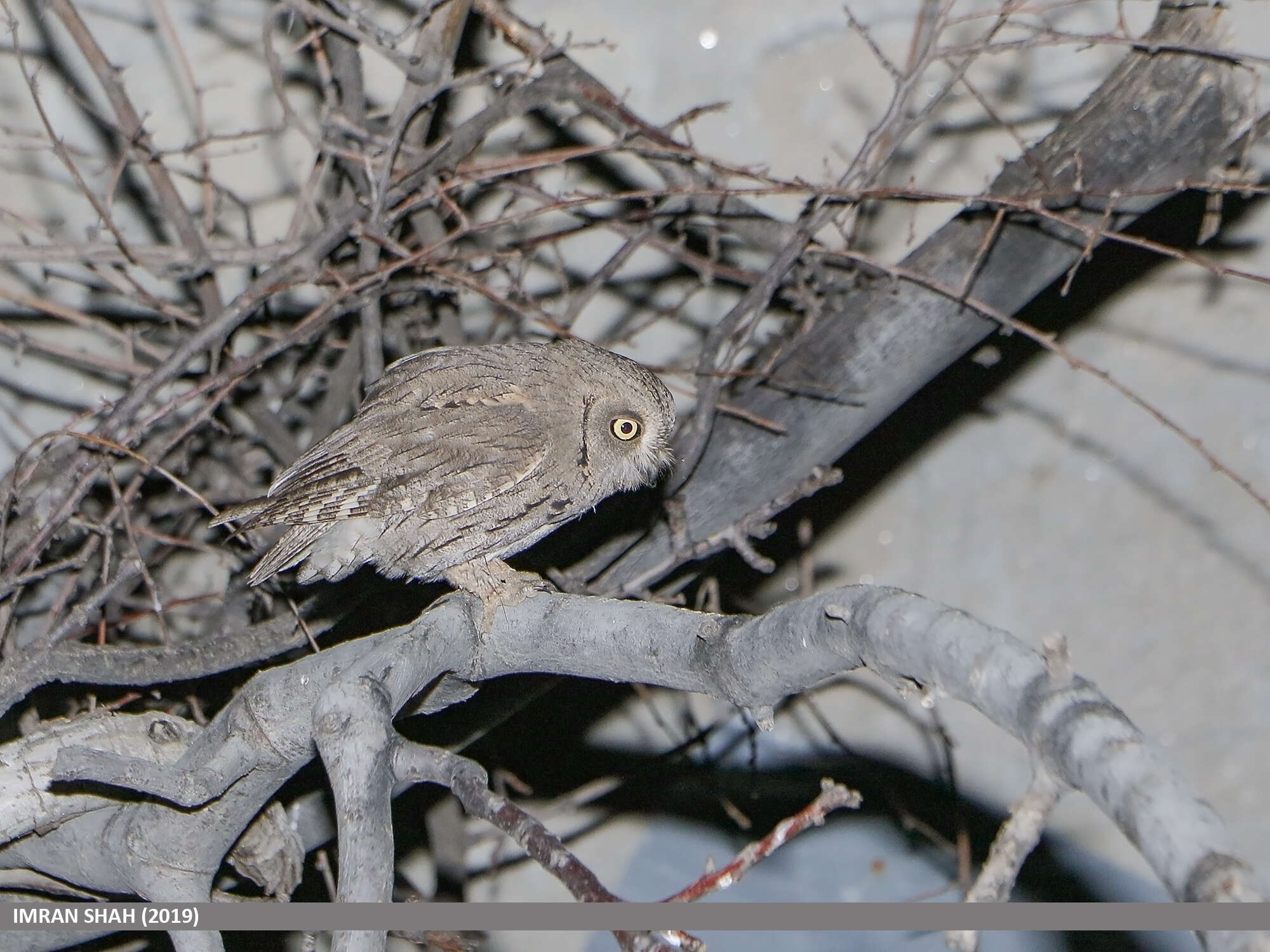 Image of Pallid Scops Owl