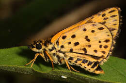 Image of Ampittia capenas Hewitson 1868