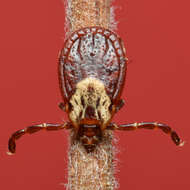 Image of American dog tick