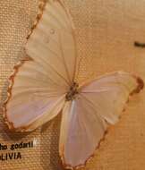 Imagem de Morpho menelaus Linnaeus 1758