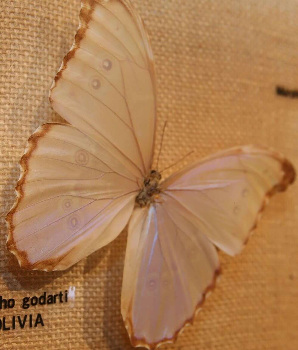 Imagem de Morpho menelaus Linnaeus 1758