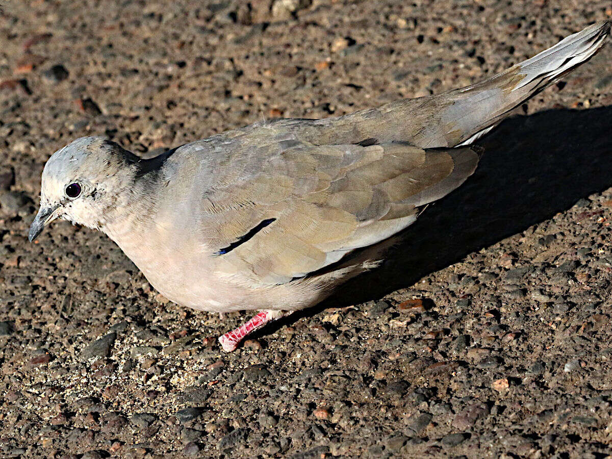 Image of Picui Dove