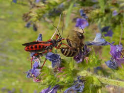 صورة Rhynocoris iracundus (Poda 1761)