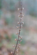 Слика од Teucrium scorodonia L.