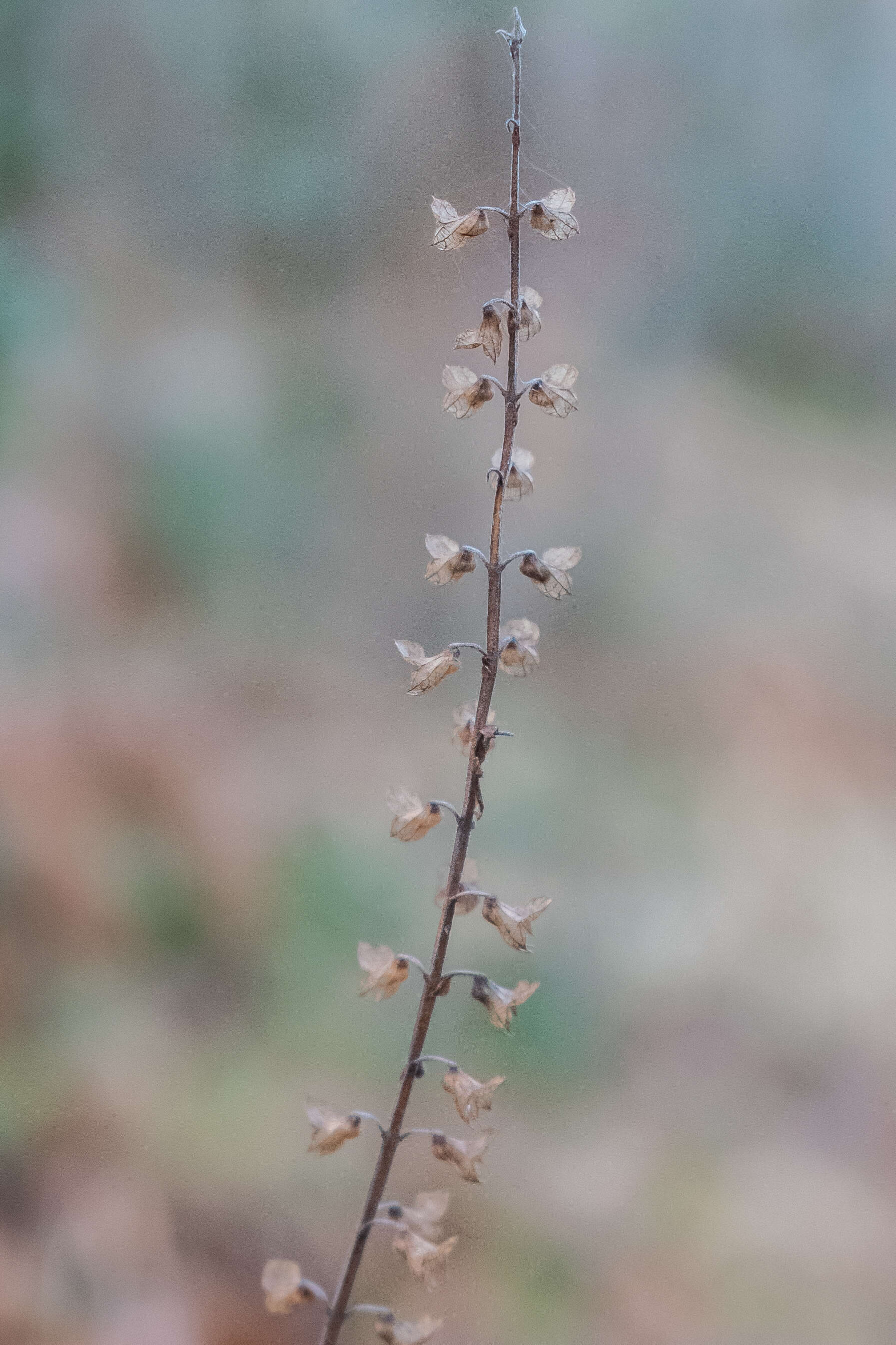 Слика од Teucrium scorodonia L.