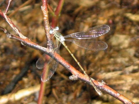 Image of Northern Spreadwing