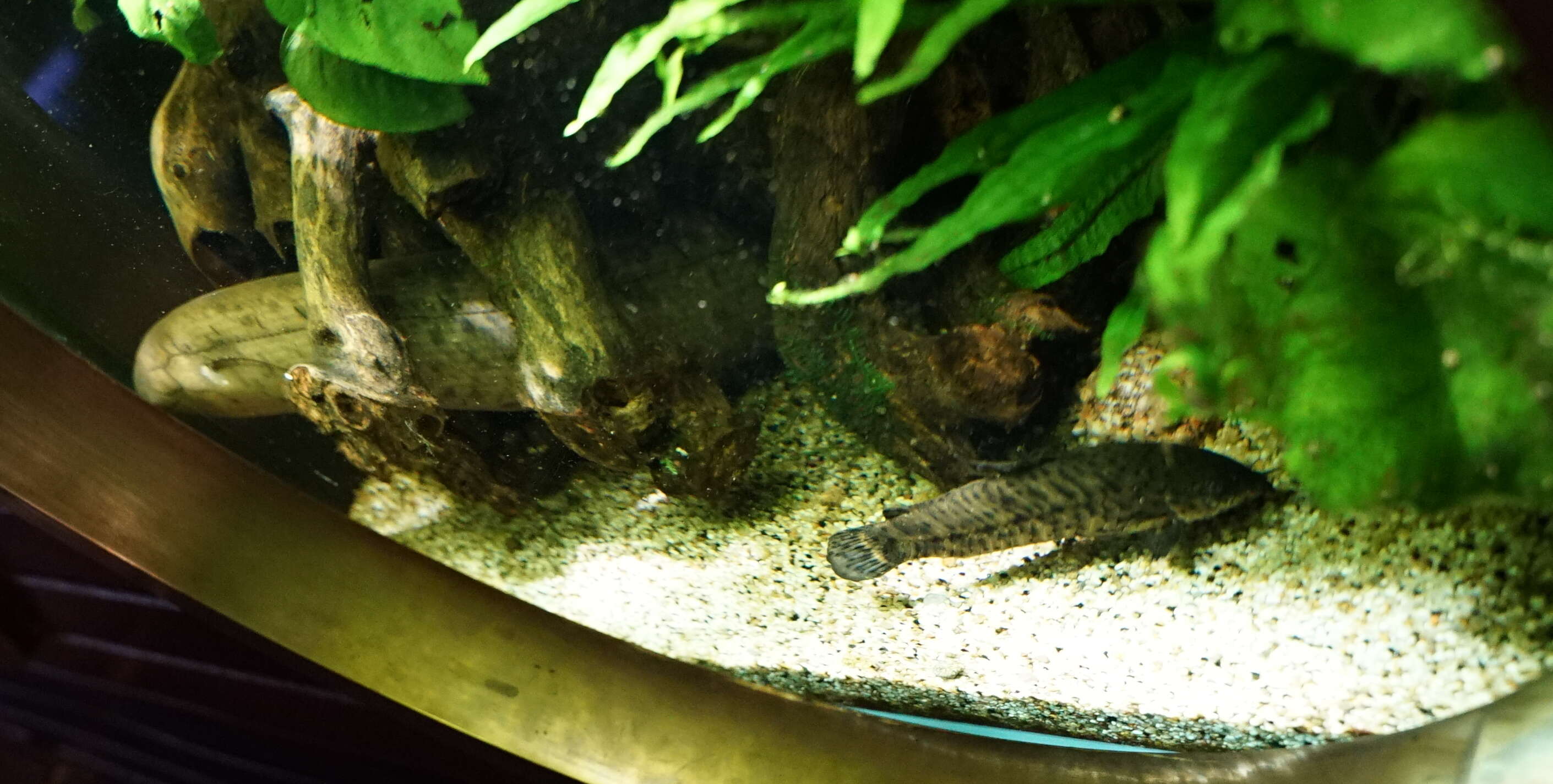 Image of South American lungfishes