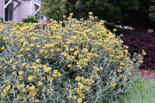 Image of shrubby Jerusalem sage