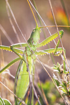 Image of Common Predatory Bush-cricket