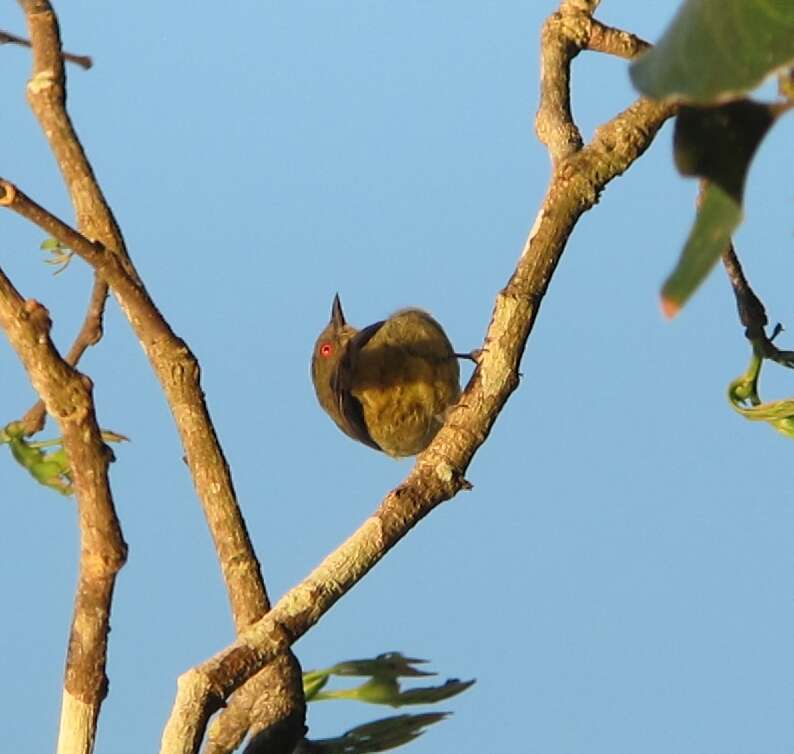 Image of Yellow-bellied Dacnis