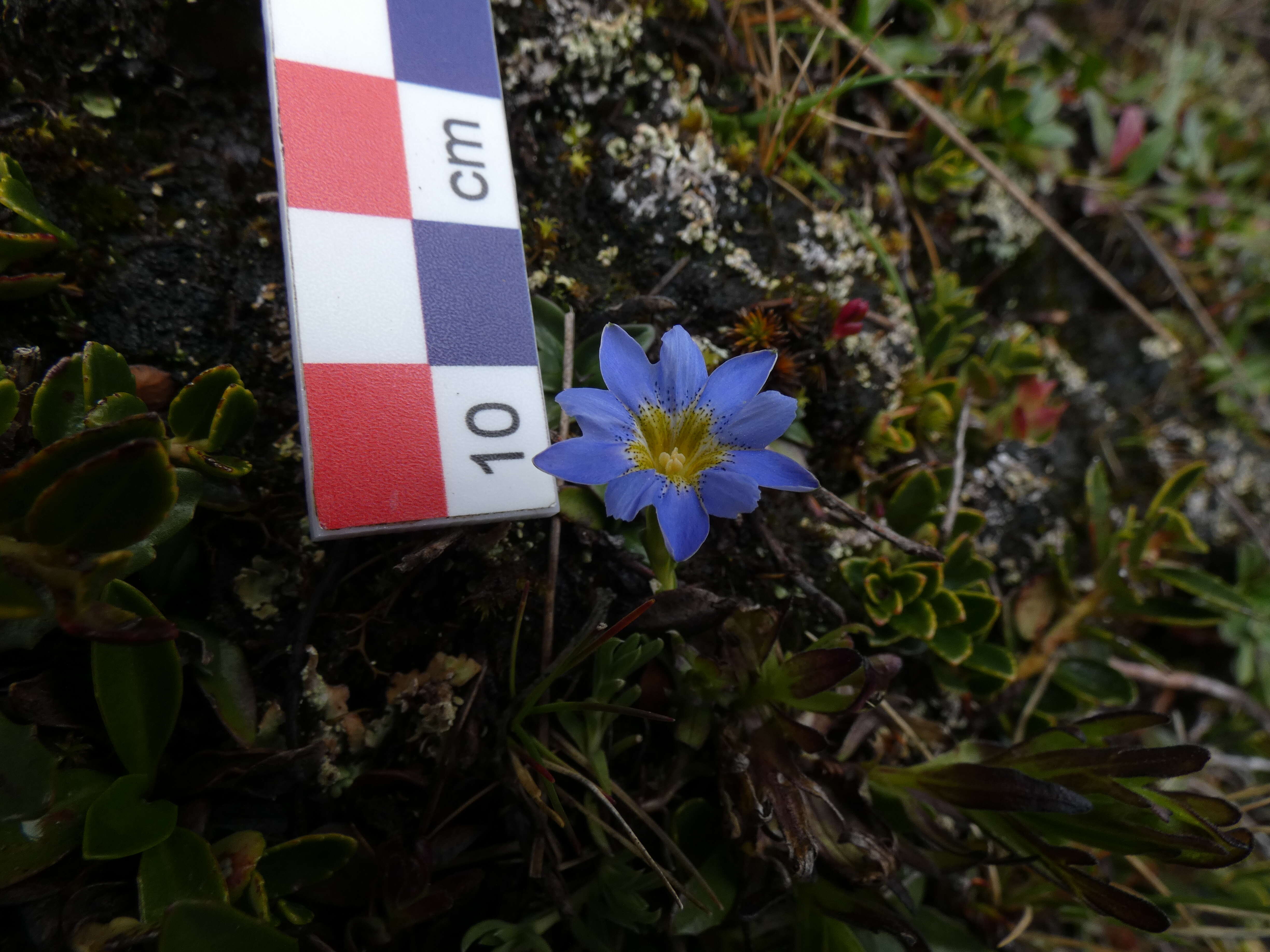 صورة Gentiana prostrata Haenke