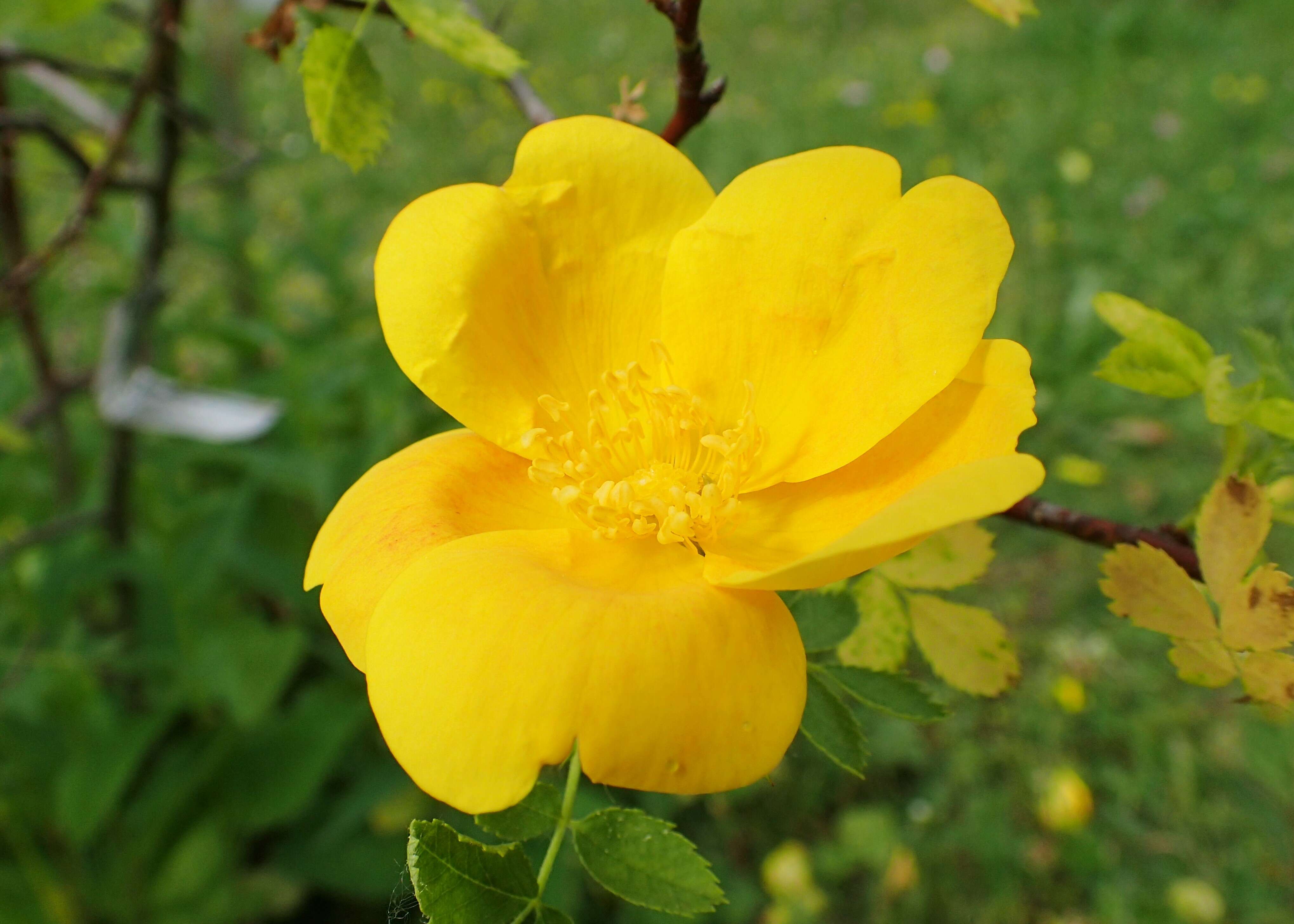 Image de Rosa foetida J. Herrm.