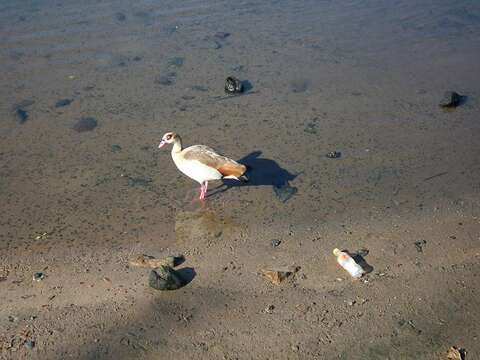 Image of Egyptian Goose