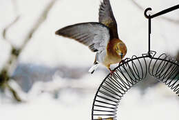 Image of American Mourning Dove