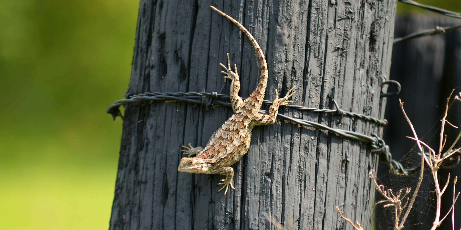 Image of Texas Spiny Lizard