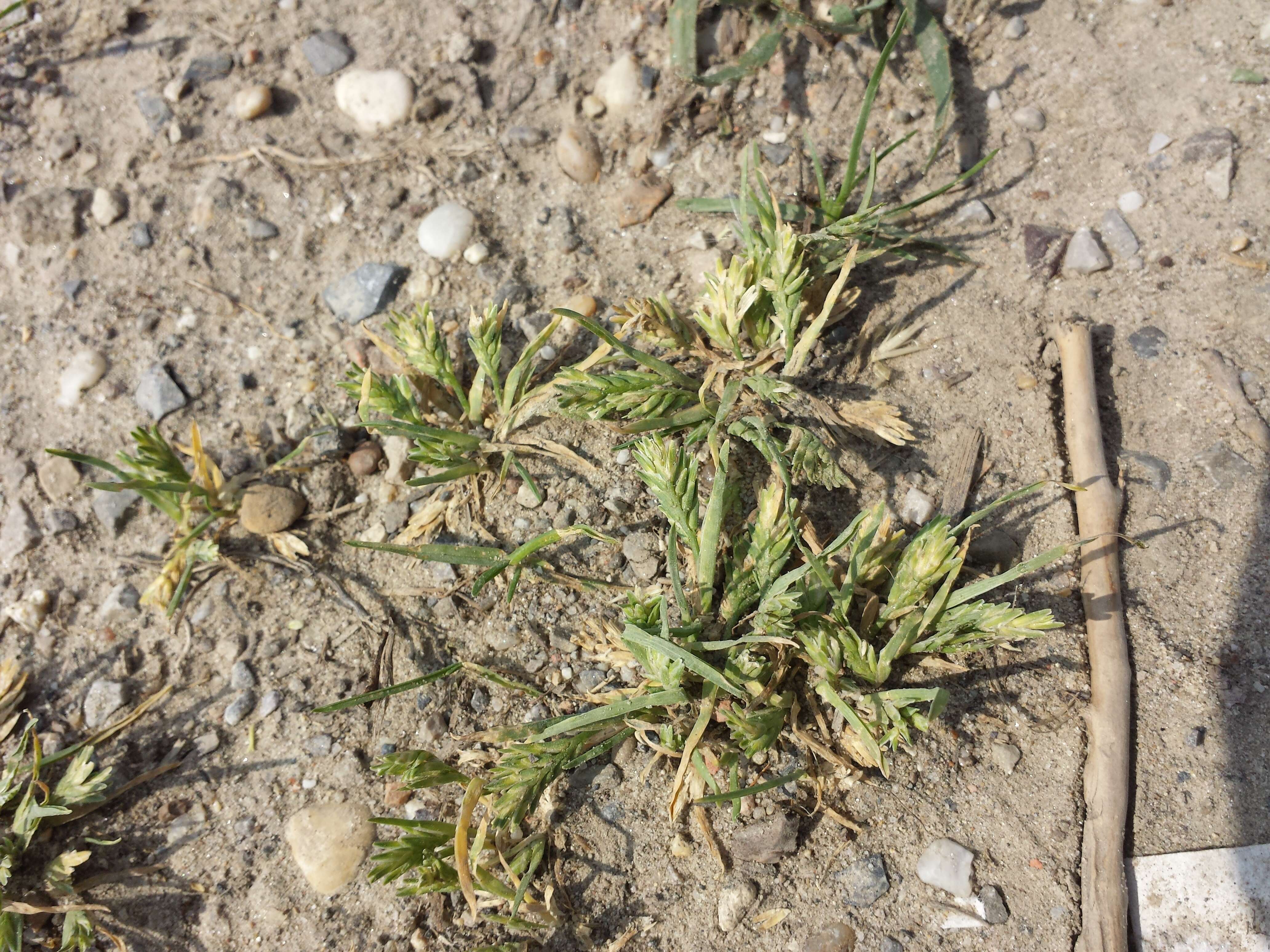 Imagem de Sclerochloa