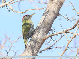 Image of Scaly-bellied Woodpecker