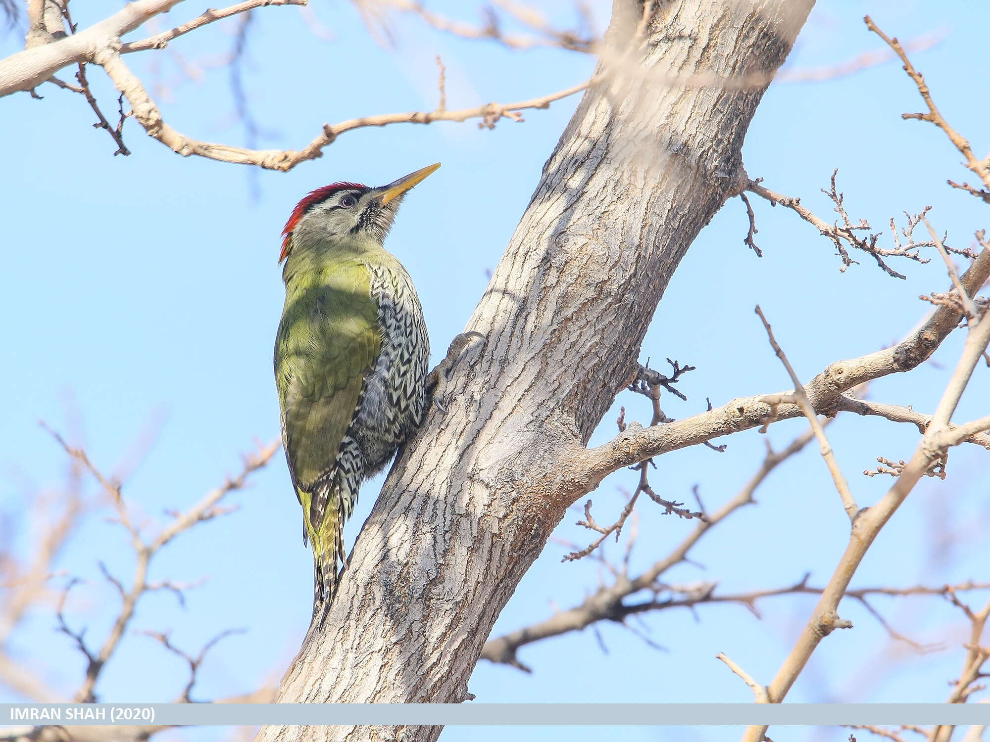 Image of Scaly-bellied Woodpecker