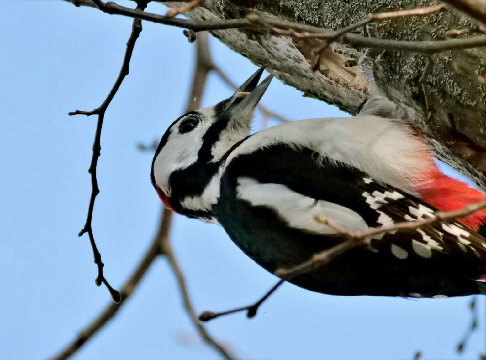 Image of Great Spotted Woodpecker