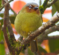 Image of Chestnut-faced Babbler