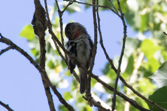 Image of Rose-throated Becard