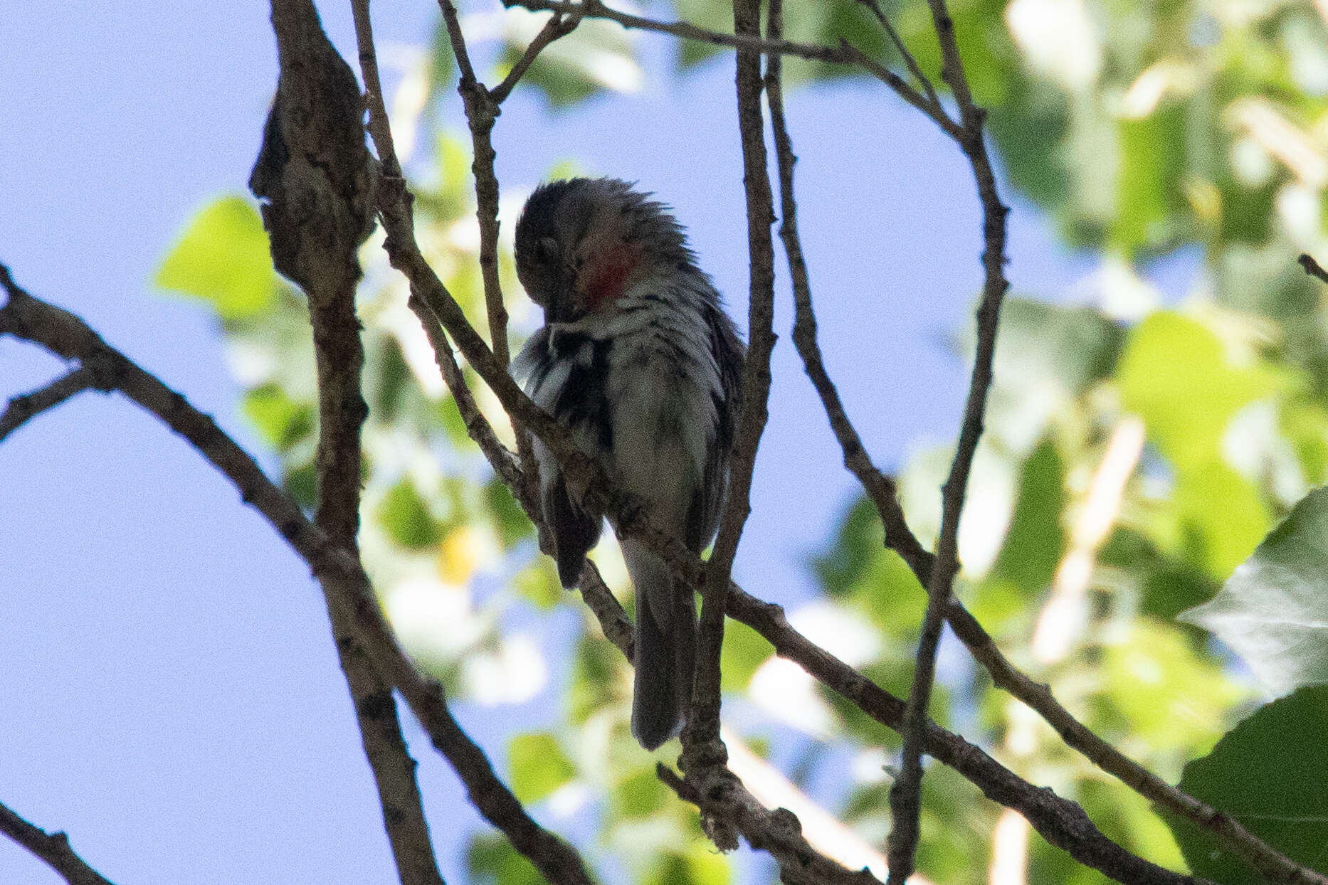 Pachyramphus aglaiae (Lafresnaye 1839) resmi