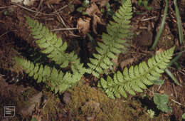 Image de polystic à soies