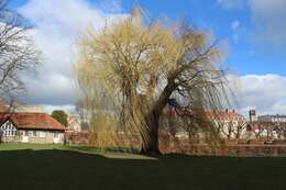 Image of Peking Willow