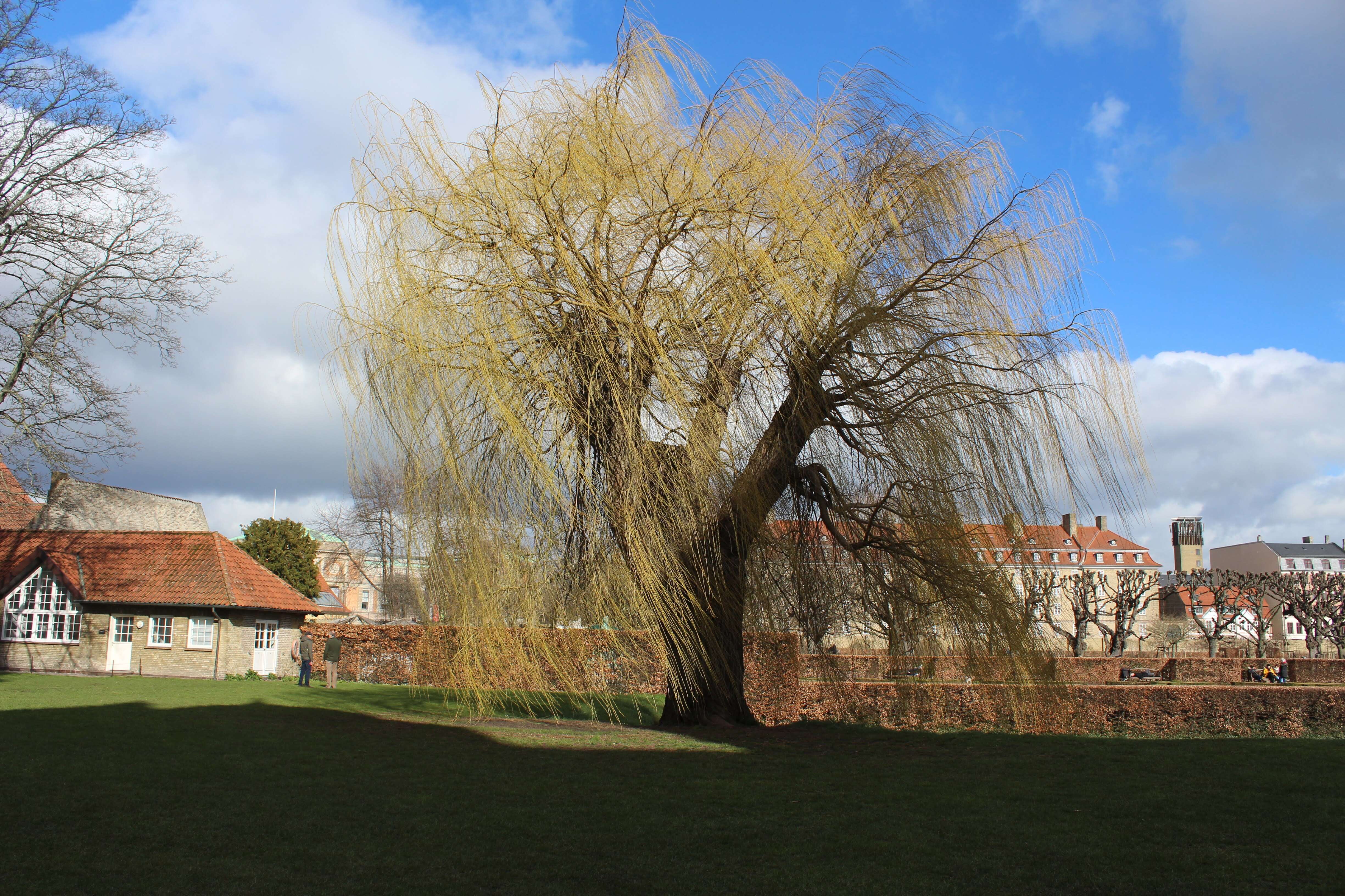 Image of Peking Willow