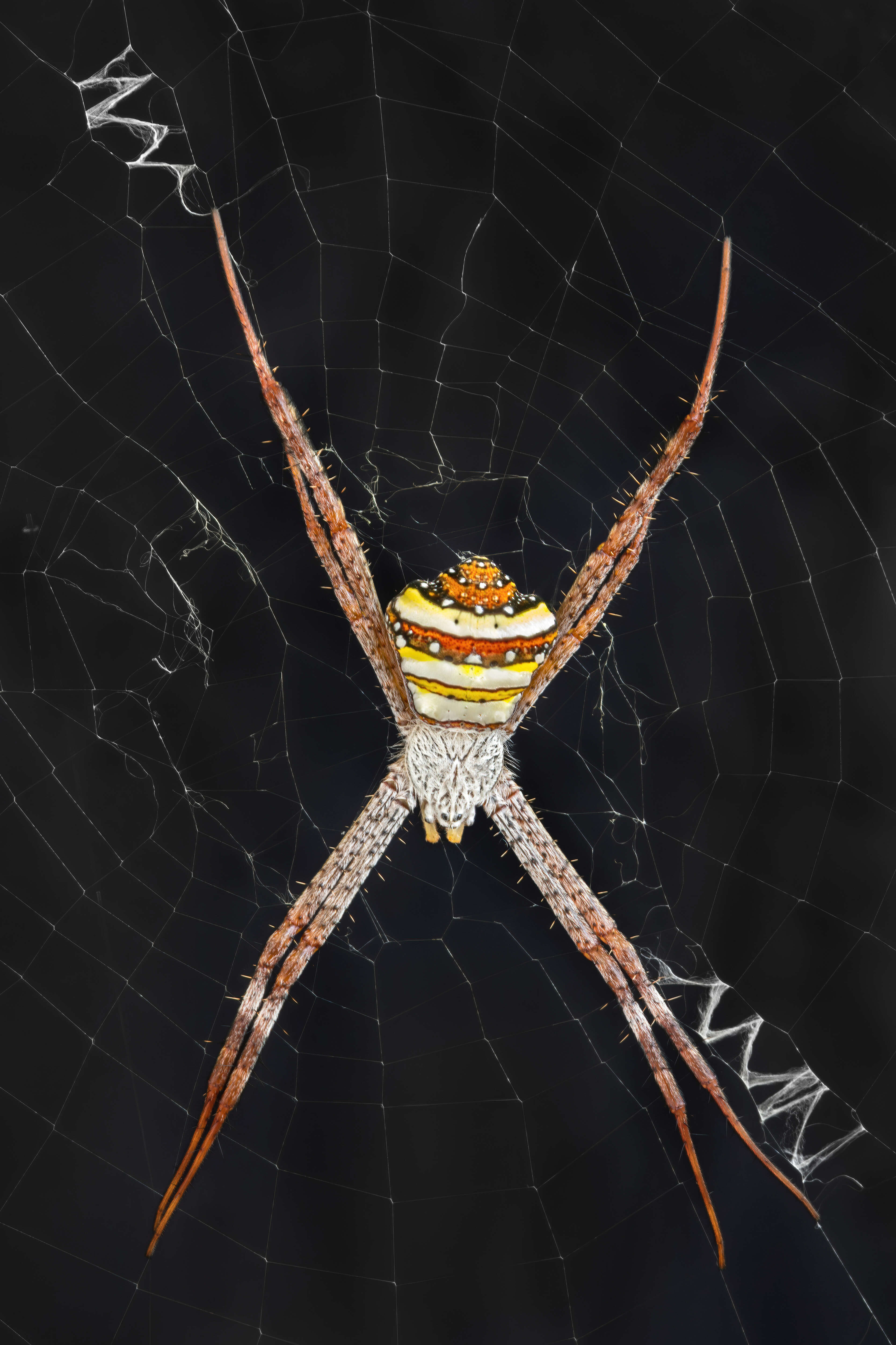 Image of Multi-coloured St Andrew's Cross Spider