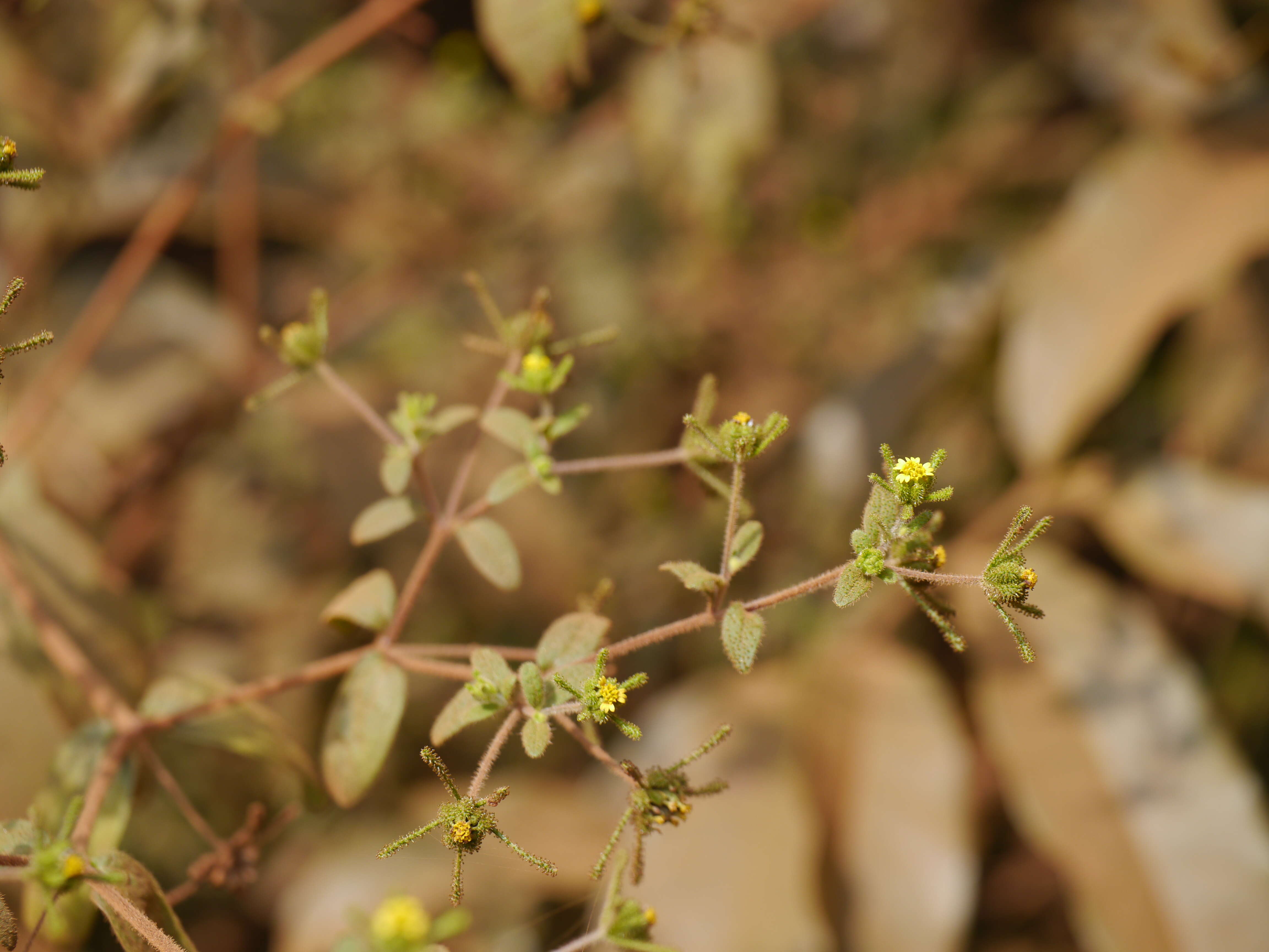 Image of common St. Paul's wort