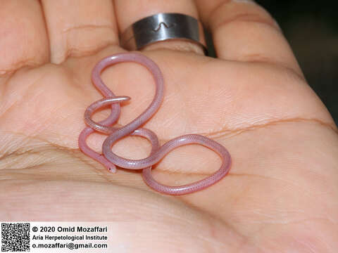 Image of Phillips' Blind Snake