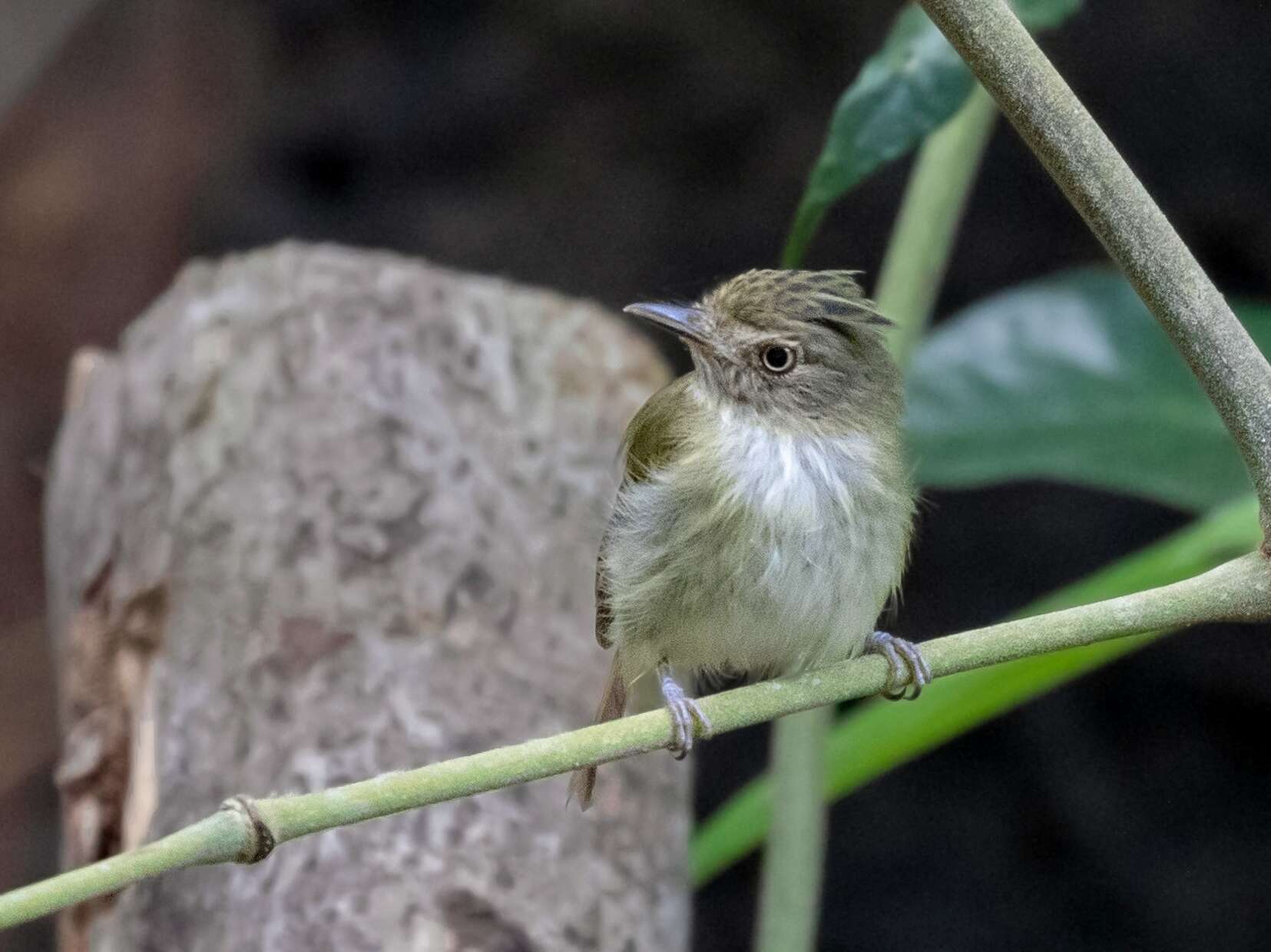 Image of Helmeted Pygmy Tyrant