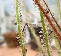 Image de Drosera filiformis Raf.