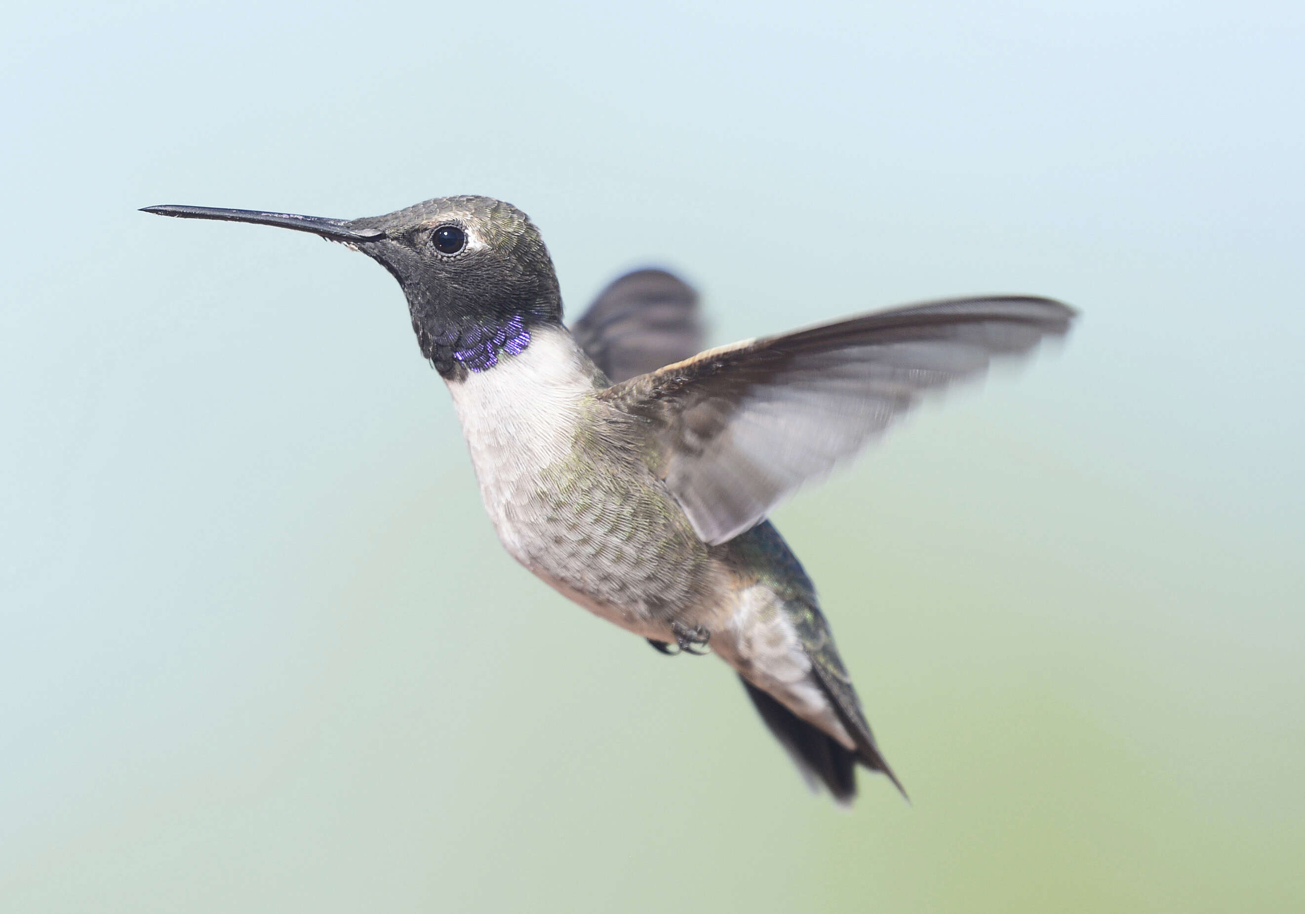 Image of Black-chinned Hummingbird