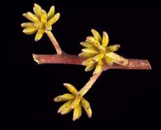 Image of blue-leaf stringybark