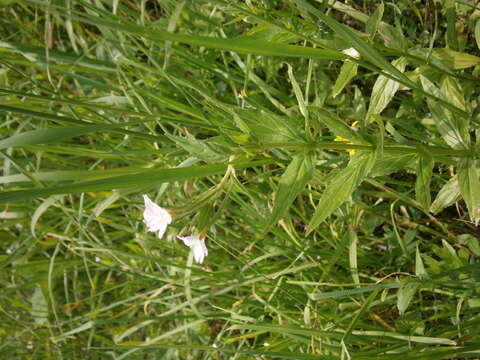 Image of alpine willowherb