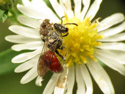 Image of Sphecodes Latreille 1804