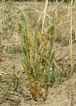 Image of annual vernal-grass