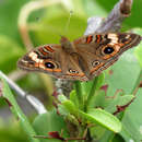 Plancia ëd Junonia neildi