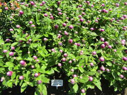 Image of Globe Amaranth