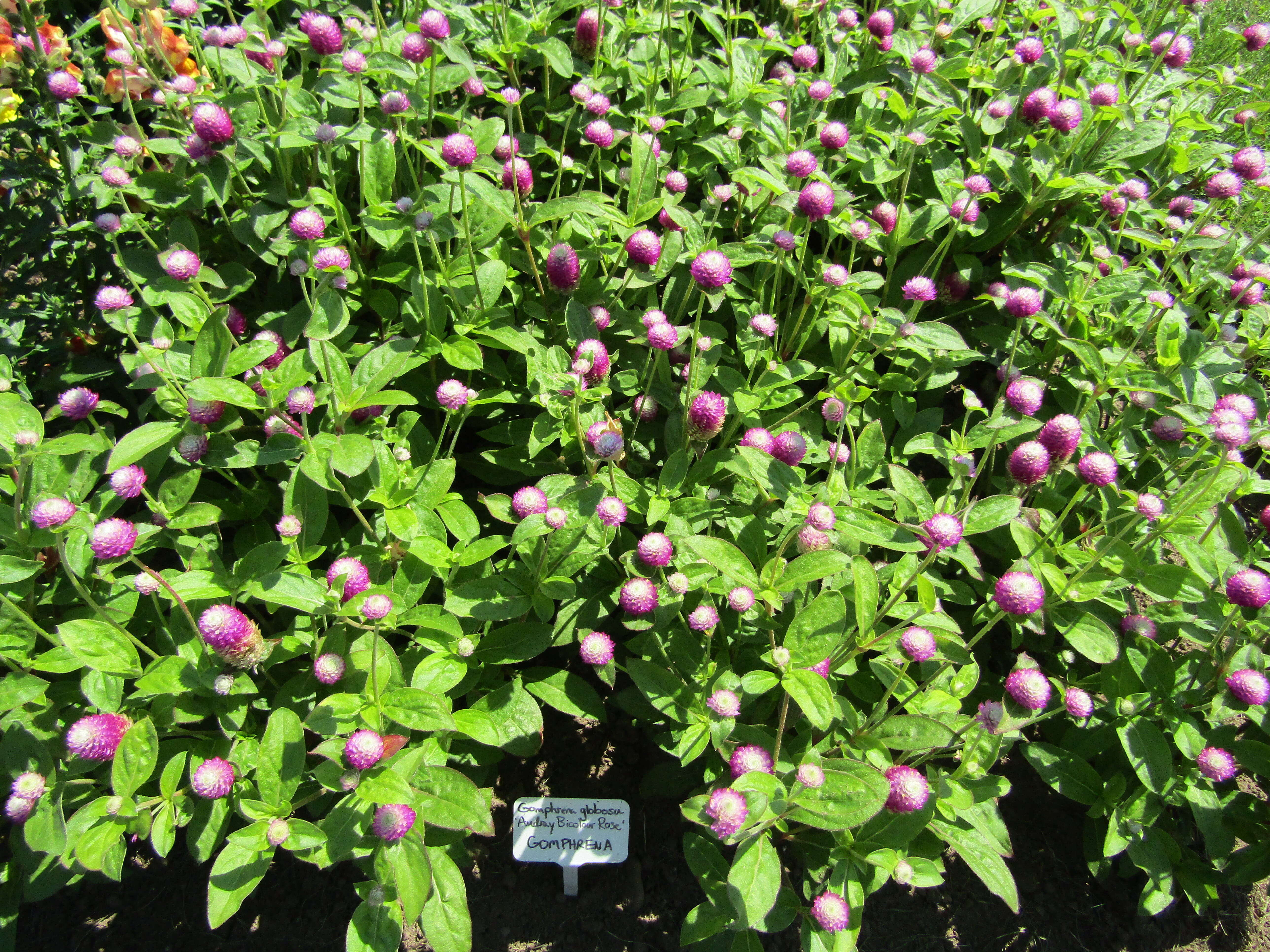 Image of Globe Amaranth